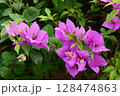 Purple bougainvillea flowers is a genus of thorny ornamental vines, bushes and trees in the family Nyctaginaceae. Native to Brazil, Peru and Argentina, it has various colors including white and red. 128474863
