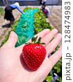 家族でいちご狩りをする様子 128474983