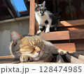 神社で昼寝をする猫 128474985