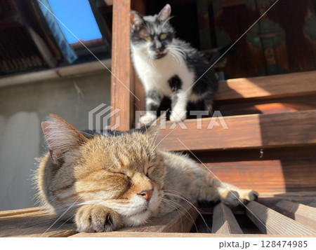 神社で昼寝をする猫 神社で昼寝をする猫 128474985