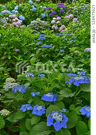 静岡県　可睡ゆりの園　一面の紫陽花 128475025