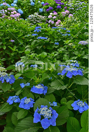 静岡県 可睡ゆりの園 一面の紫陽花 静岡県 可睡ゆりの園 一面の紫陽花 128475026