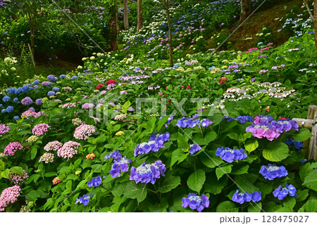 静岡県　可睡ゆりの園　一面の紫陽花 128475027