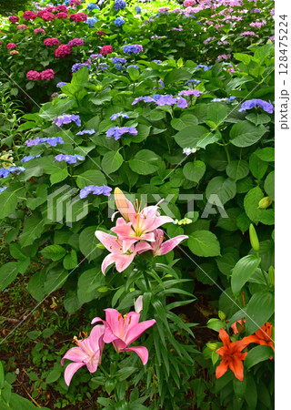 静岡県 可睡ゆりの園 ゆりと紫陽花 静岡県 可睡ゆりの園 ゆりと紫陽花 128475224