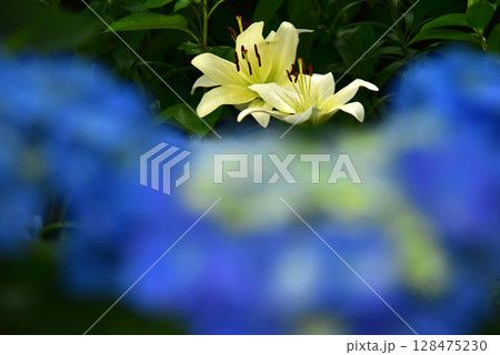 静岡県　可睡ゆりの園　ゆりと紫陽花 128475230