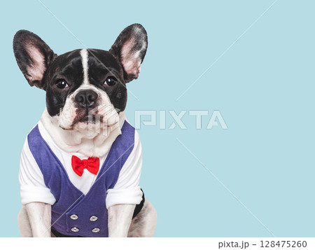 Cute puppy, white shirt and red bow tie 128475260