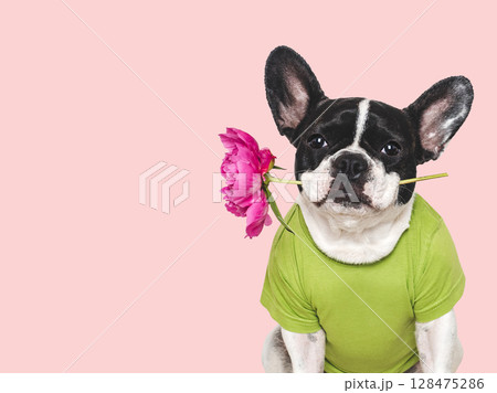 Cute puppy and bouquet of red peonies Cute puppy and bouquet of red peonies 128475286