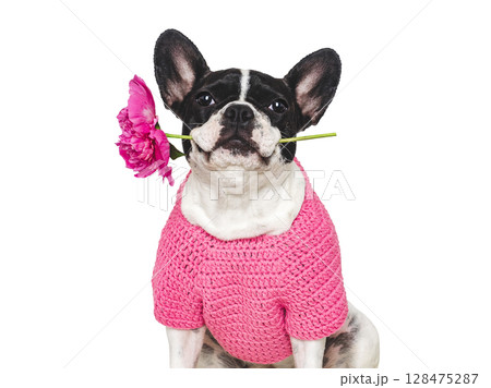 Cute puppy and bouquet of red peonies Cute puppy and bouquet of red peonies 128475287