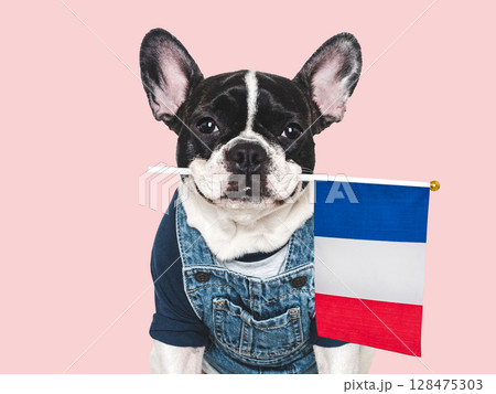 Charming puppy and French Flag. Studio shot 128475303