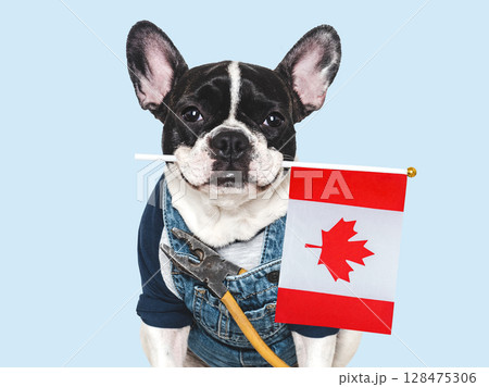 Cute puppy, Canadian Flag, work overalls and pliers 128475306