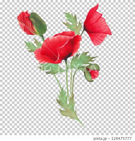 Red poppy with bud and leaves. Watercolor and marker illustration. Hand-drawn botanical composition, isolated. Symbolism of memory and peace. Wild flowers for packaging, postcards, invitations 128475777