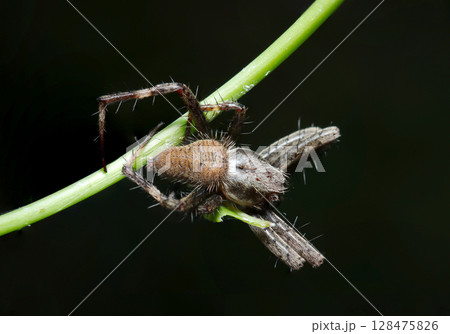 体色が個性豊か、多彩なヤマシロオニグモ（アウトドアフィールド蜘蛛マクロ撮影） 128475826