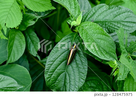 タマムシ 128475975