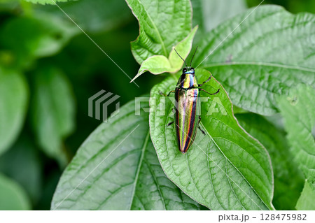 タマムシ 128475982