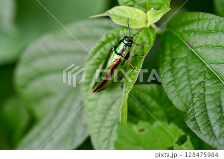 タマムシ 128475984