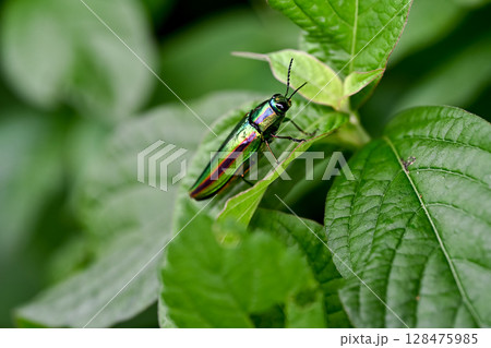 タマムシ 128475985