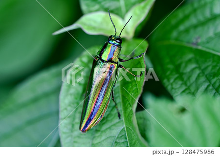 タマムシ 128475986