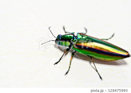 タマムシ 128475993