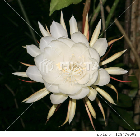 Wijayakusuma or epiphyllum oxypetalum flowers bloom in the evening. Spiritual concept, beauty 128476008