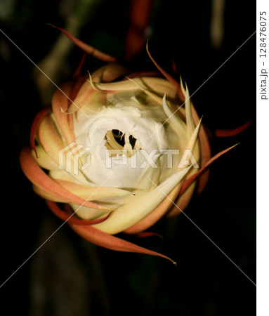 Before Wijayakusuma or epiphyllum oxypetalum flowers bloom. Night flower, spiritual, beauty. Before Wijayakusuma or epiphyllum oxypetalum flowers bloom. Night flower, spiritual, beauty. 128476075