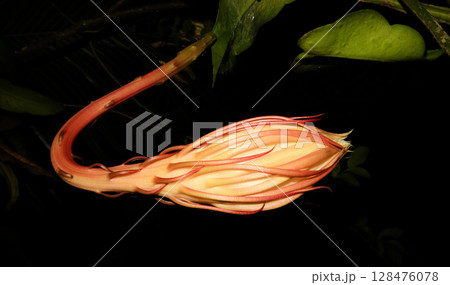 Flower bud phase of Wijayakusuma or epiphyllum oxypetalum. Spiritual concept, beauty Flower bud phase of Wijayakusuma or epiphyllum oxypetalum. Spiritual concept, beauty 128476078