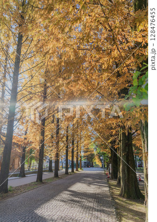 各務原市学びの森公園の秋の景色 128476455