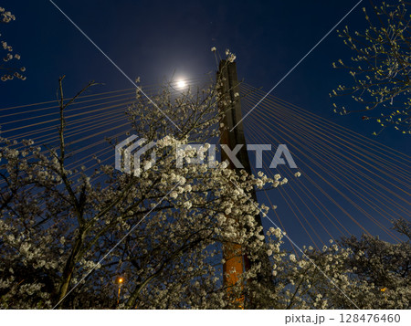 猪名川沿いの夜桜と月 128476460