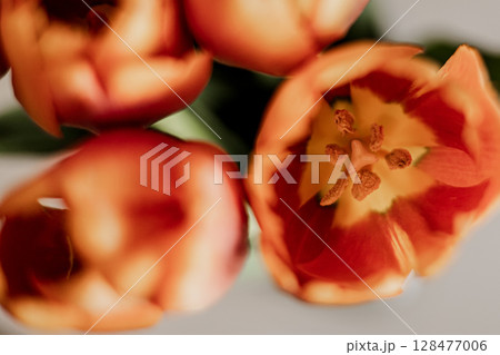 Close-up of blooming orange tulips, vibrant petals and stamens, spring floral macro beauty 128477006