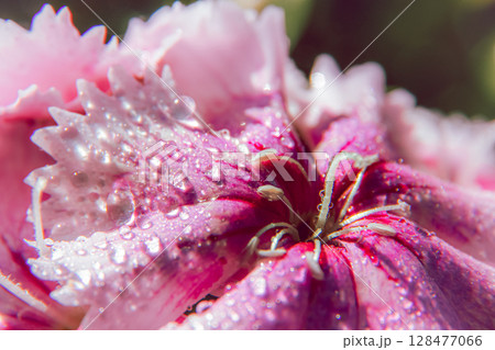 Waterdrops on a flower 128477066