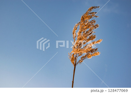 The lone Reed in the Sky 128477069