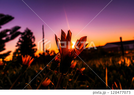 Sunset through flower Sunset through flower 128477073