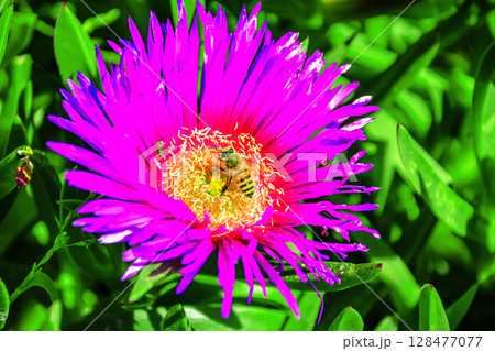 Bumble Bee and Purple Flower 128477077