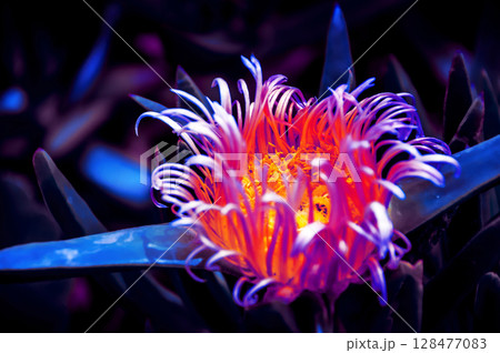 Colourful Flower curled up 128477083