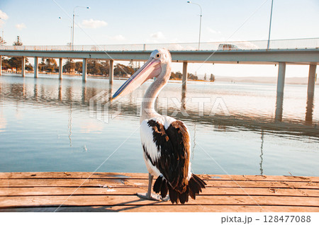 Australian Pelican on the dock 128477088