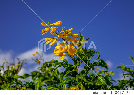 ノウゼンカズラ 128477125
