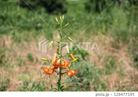 淀川の河川敷に咲くオレンジ色の花　オニユリ 128477195