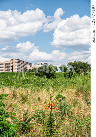 淀川の河川敷に咲くオレンジ色の花　オニユリ 128477197
