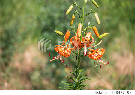 淀川の河川敷に咲くオレンジ色の花　オニユリ 128477198