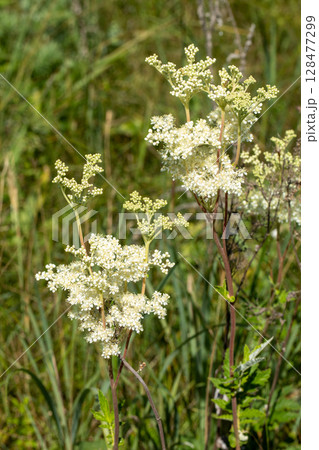 Meadowsweet plant in bloom in the meadow in summer, Filipendula ulmaria, vertical photo, selective focus. Meadowsweet plant in bloom in the meadow in summer, Filipendula ulmaria, vertical photo, selective focus. 128477299