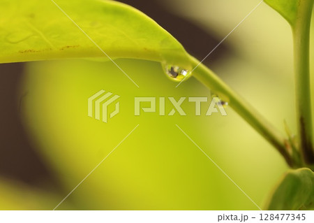 葉先に宿る静けさ (水滴)Tranquility Resting on a Leaf 葉先に宿る静けさ (水滴)Tranquility Resting on a Leaf 128477345