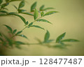 水滴のついた南天の葉のアップ 128477487