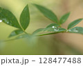 水滴のついた南天の葉のアップ 128477488