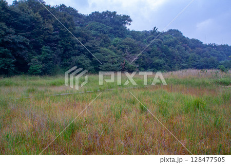 高根湿地 128477505