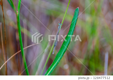 高根湿地 128477512