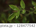 薔薇の葉のアップ 128477542