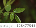 薔薇の葉のアップ 128477543