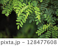 ニセアカシアの葉のアップ 128477608
