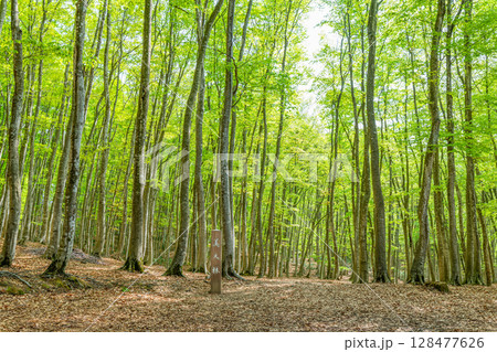 新潟県十日町市 新緑のブナが美しい美人林 新潟県十日町市 新緑のブナが美しい美人林 128477626