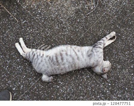 お昼寝のサバトラ猫 お昼寝のサバトラ猫 128477751