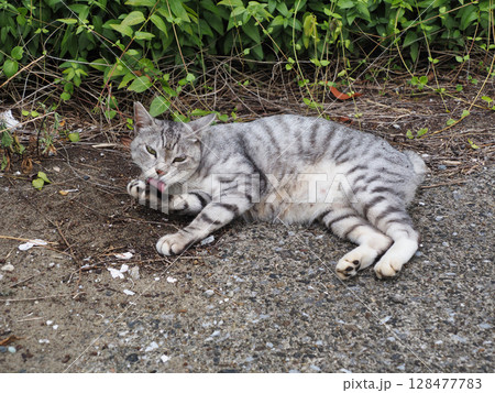 見つめるサバトラ猫 見つめるサバトラ猫 128477783